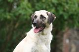 KANGAL 179